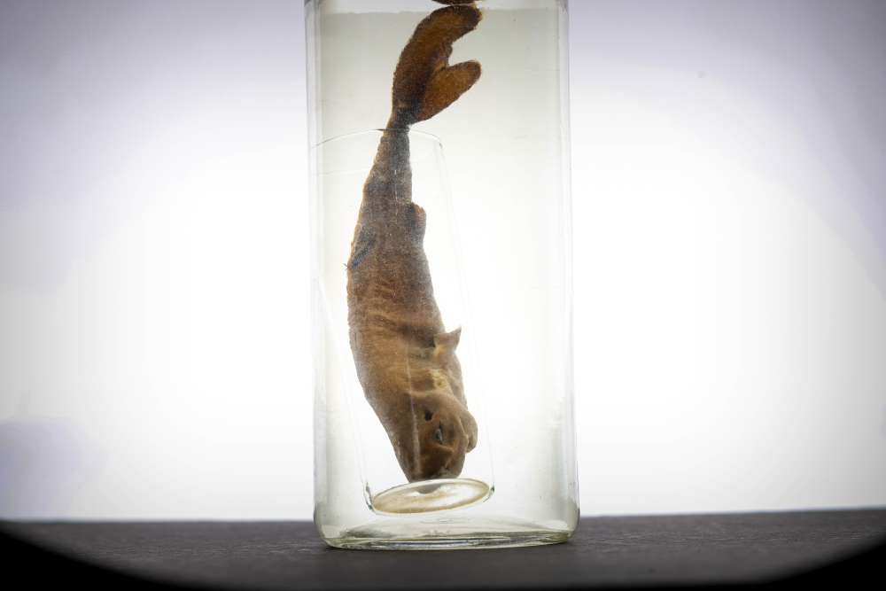 Mollisquama mississippiensis preserved in a jar Mollisquama mississippiensis preserved in a jar